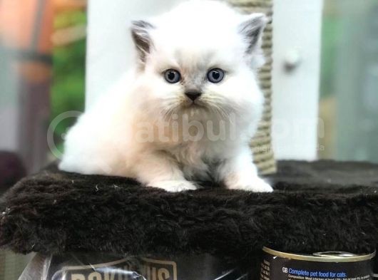 Blue Point Longhair British Yavrumuz görsel