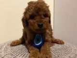 Ev Ortamında Büyüyen Toypoodle Yavrularımız