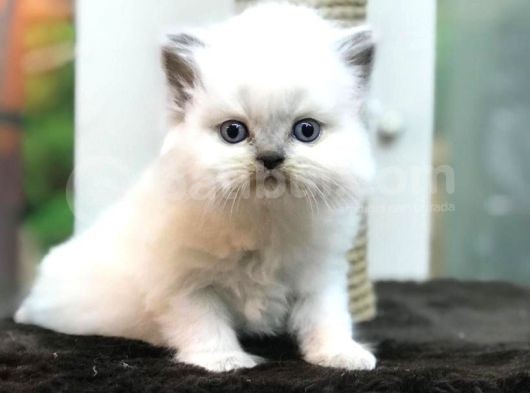 Blue Point Longhair British Yavrumuz