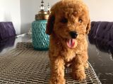 Dişi Ve Erkek Ev Ortamında Büyüyen Toypoodle Bebişler
