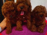 Apricot,Red,RedBrown,DarkRedBrown ToyPoodle Yavrularımız