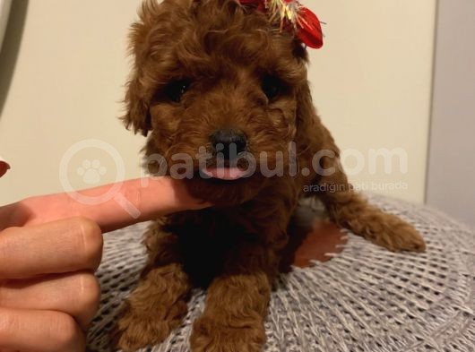 Aşılı Pasaportlu Poodle Yavrularımız görsel