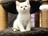 Lilac Point British Shorthair Yavrumuz