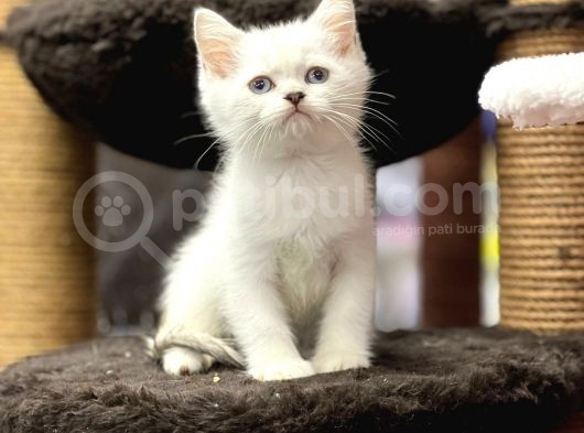 Lilac Point British Shorthair Yavrumuz görsel