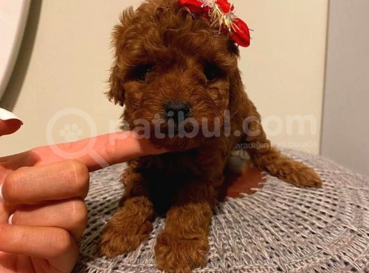 Redbrown Toypoodle Bebeklerimiz görsel