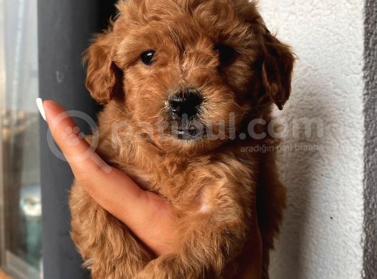 Safkan Toypoodle Bebeklerimiz görsel