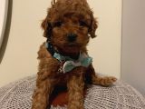 Karamelll.toypoodle’ın Bebeklerini Gördünüz Müü