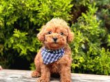 Safkan Toy Poodle Yavrularımız