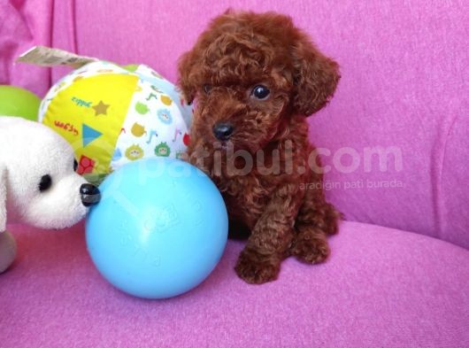 Sevimli Red Brown Toy Poodle Yavrularımız görsel