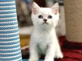 Lilac Point British Shorthair Yavrumuz