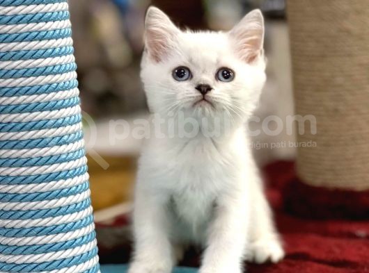 Lilac Point British Shorthair Yavrumuz görsel