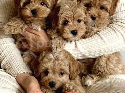 Dizayn Irk Sevimli Maltipoo Yavrular görsel