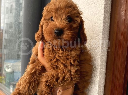 Redbrown Toypoodle Bebeklerimiz görsel