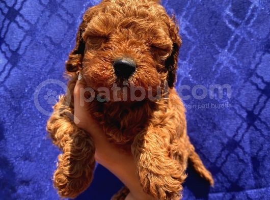 Redbrown Toypoodle Bebeklerimiz görsel