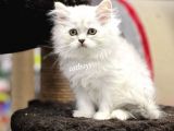 Silver Longhair British Yavrularımız