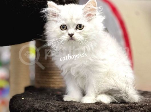 Silver Longhair British Yavrularımız görsel