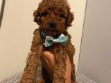 Karamelll.toypoodle’ın Bebeklerini Gördünüz Müü