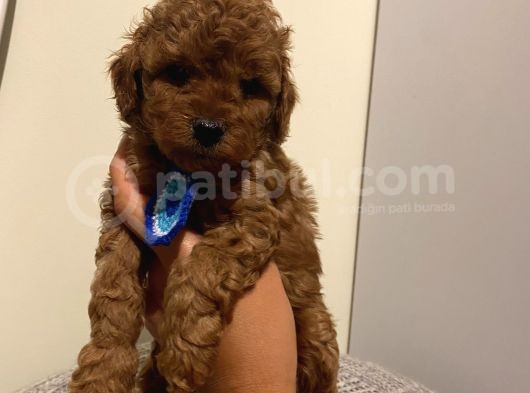 Karamelll.toypoodle’ın Bebeklerini Gördünüz Müü görsel