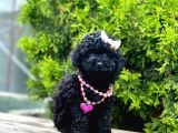 Nadir renk Black Toy Poodle Yavrular