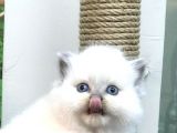 Blue Point Longhair British Yavrumuz