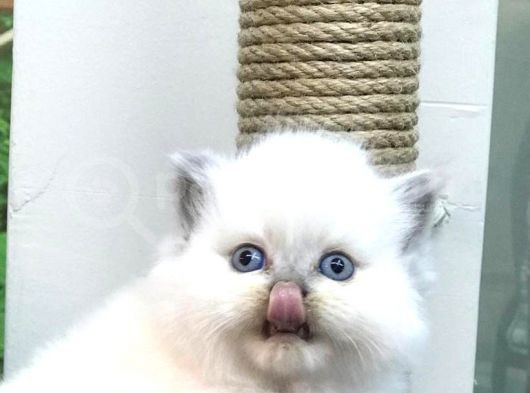 Blue Point Longhair British Yavrumuz görsel