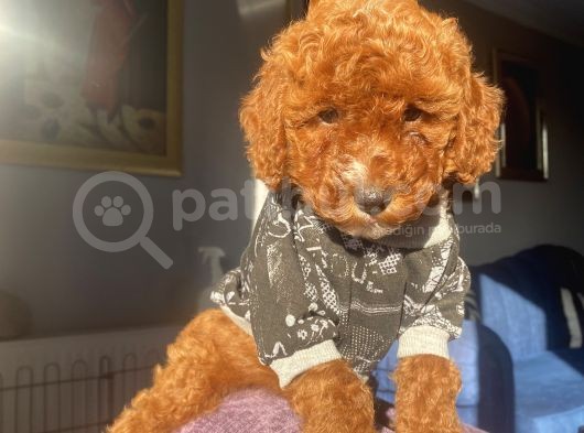 Kıvır Kıvır Tüylü Toypoodle Bebeklerimiz görsel