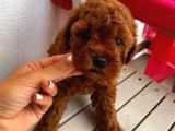 Ev Ortamında Büyüyen Toypoodle Yavrularımız