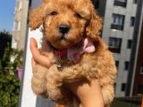 Ev Doğumlu Poodle Bebeklerimizi Gördünüz Mü