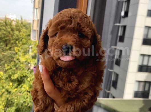 Ev Doğumlu Toypoodle Bebeklerimiz
