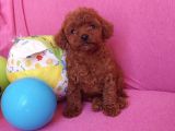 Sevimli Red Brown Toy Poodle Yavrularımız