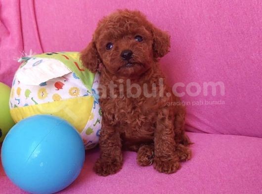 Sevimli Red Brown Toy Poodle Yavrularımız görsel