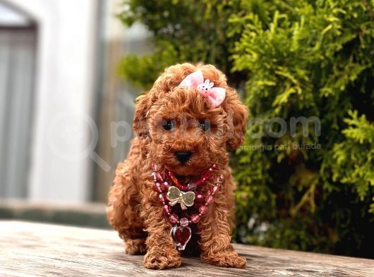 Safkan Toy Poodle Yavrularımız görsel