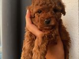 Aşılı Pasaportlu Poodle Yavrularımız