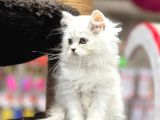 Silver Longhair British Yavrularımız