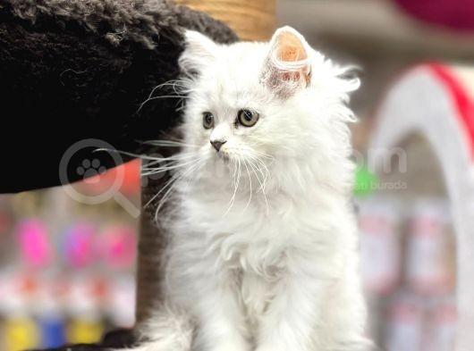 Silver Longhair British Yavrularımız görsel