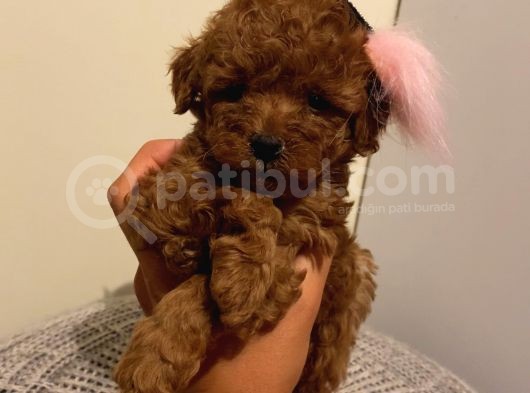Karamelll.toypoodle’ın Bebeklerini Gördünüz Müü