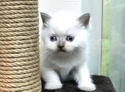 Blue Point British Shorthair Erkek Yavrumuz görsel