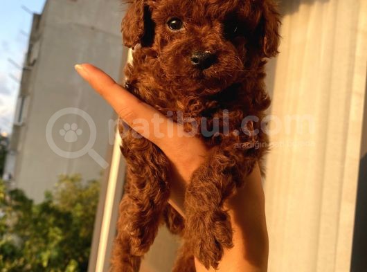 Ev Doğumlu Poodle Bebeklerimizi Gördünüz Mü görsel