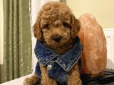 Dişi Ve Erkek Ev Ortamında Büyüyen Toypoodle Bebişler