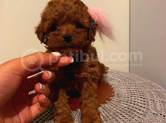Aşılı Pasaportlu Poodle Yavrularımız görsel