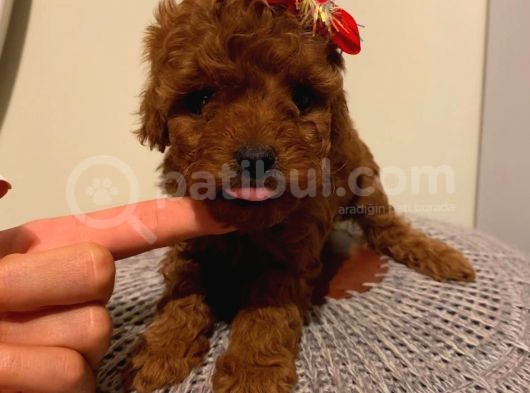 Safkan Toypoodle Bebeklerimiz görsel