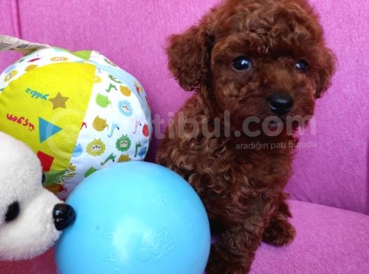 Sevimli Red Brown Toy Poodle Yavrularımız görsel