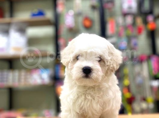 Sevimli Maltese Terrier Erkek Yavrularımız