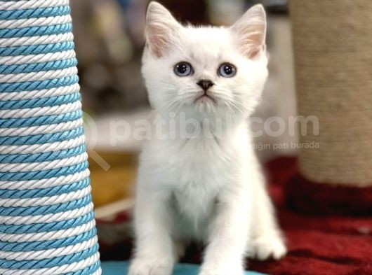 Lilac Point British Shorthair Yavrumuz
