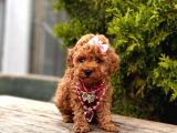 Red Brown Toy Poodle Yavrular