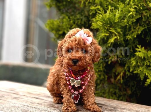 Red Brown Toy Poodle Yavrular görsel