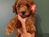 Ev Doğumlu Poodle Bebeklerimizi Gördünüz Mü