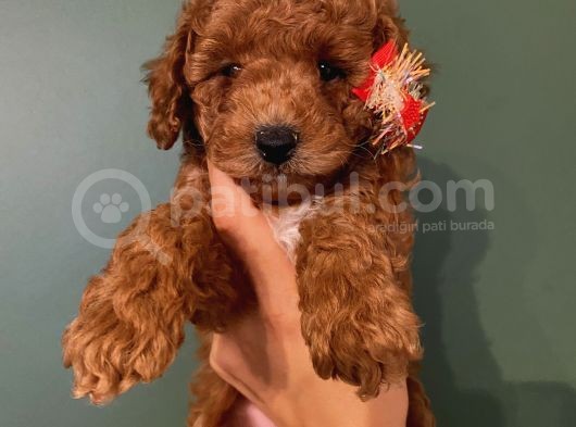 Ev Doğumlu Poodle Bebeklerimizi Gördünüz Mü görsel