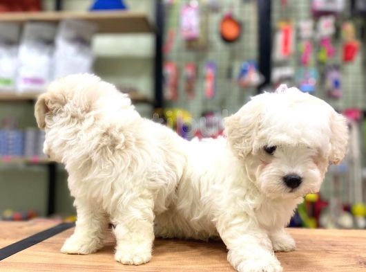 Sevimli Maltese Terrier Erkek Yavrularımız görsel