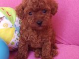 Sevimli Red Brown Toy Poodle Yavrularımız